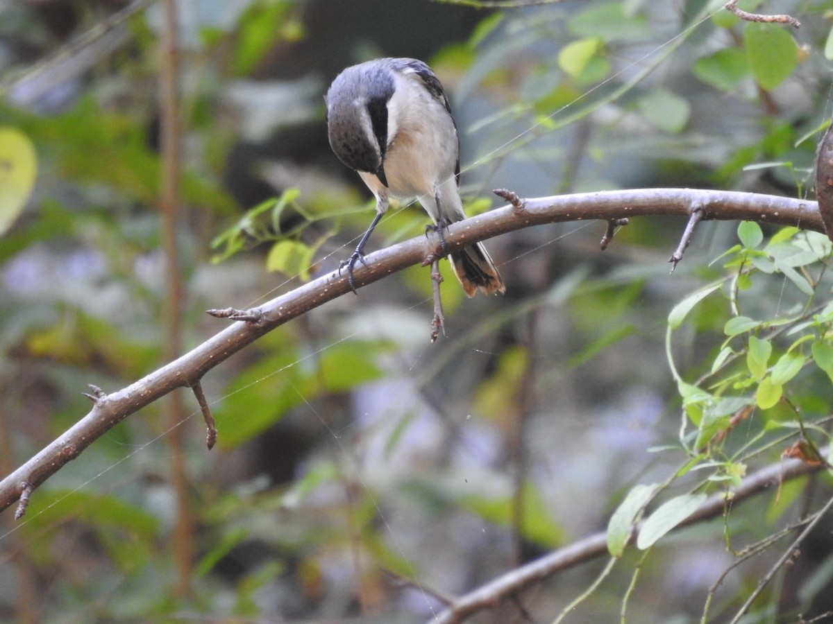 jernskvett - ML644531153