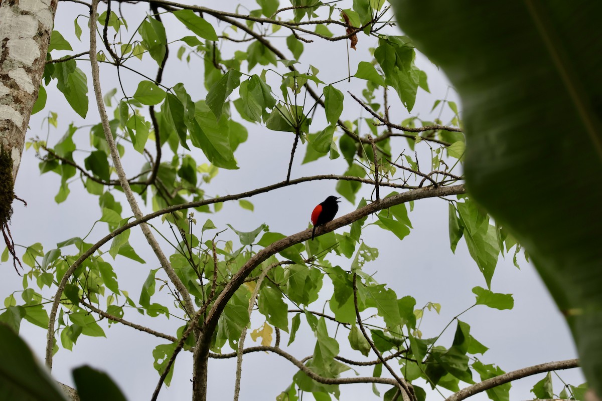 rødgumptanagar - ML644531155