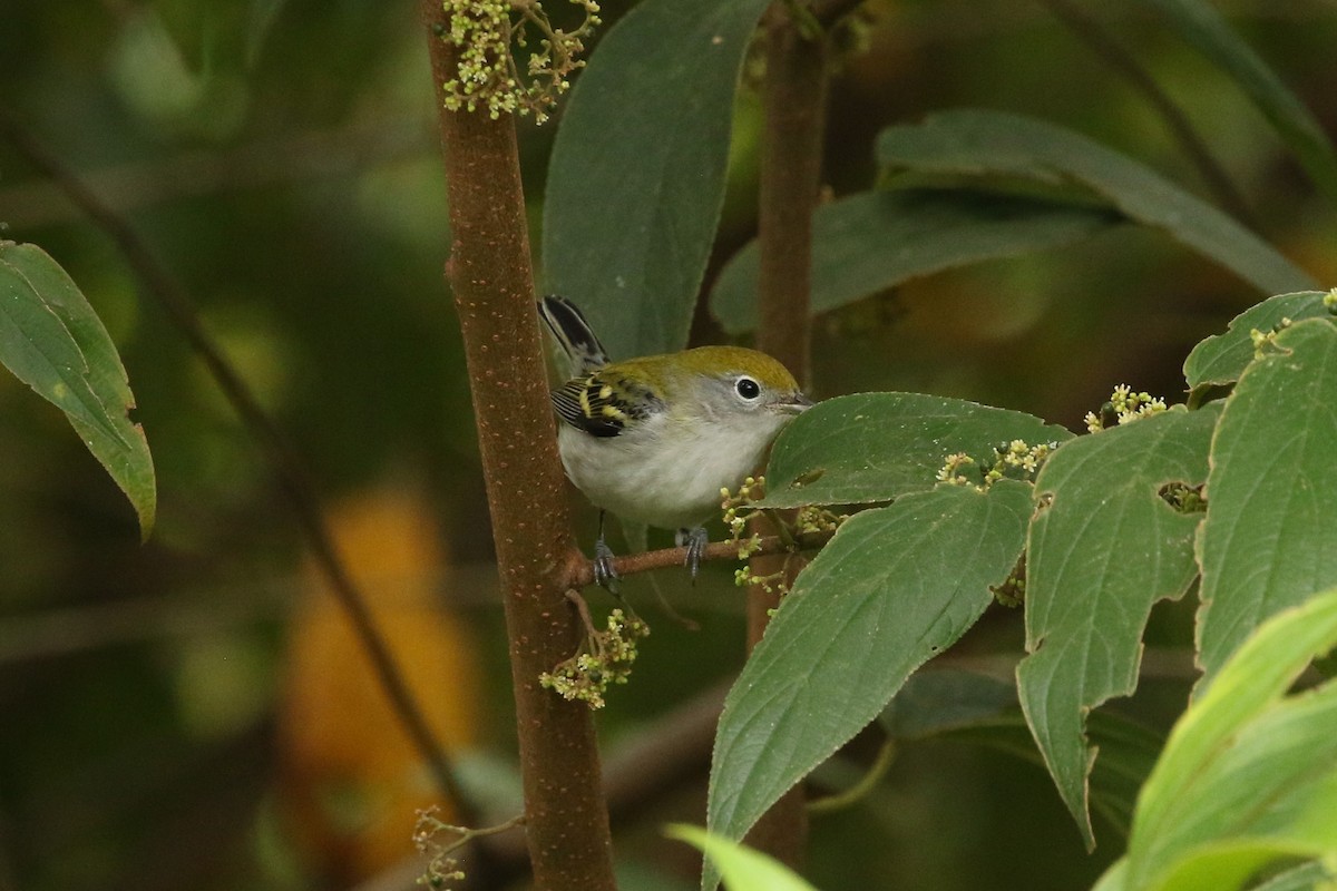 brunsideparula - ML644531156
