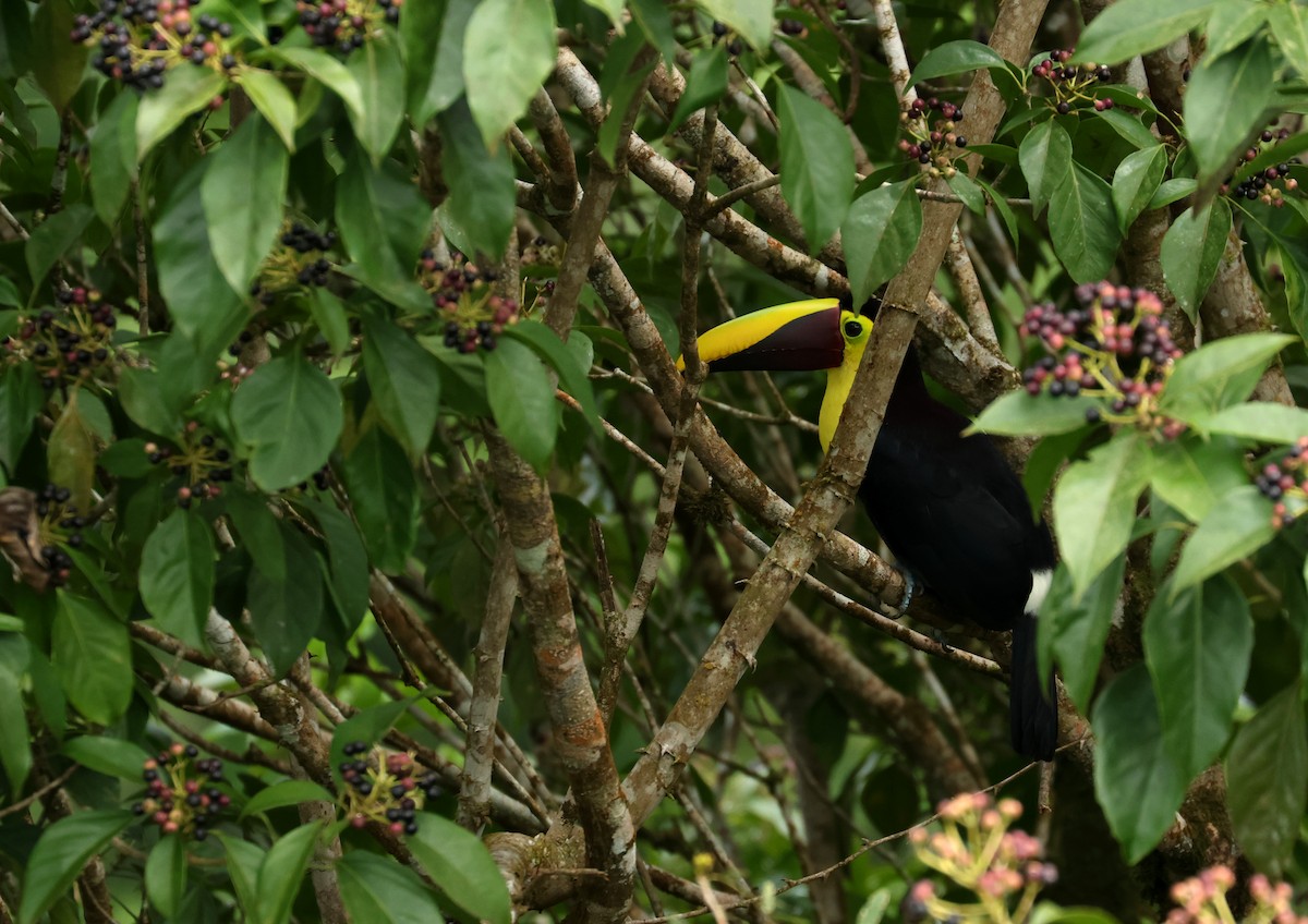 gulnebbtukan - ML644531158