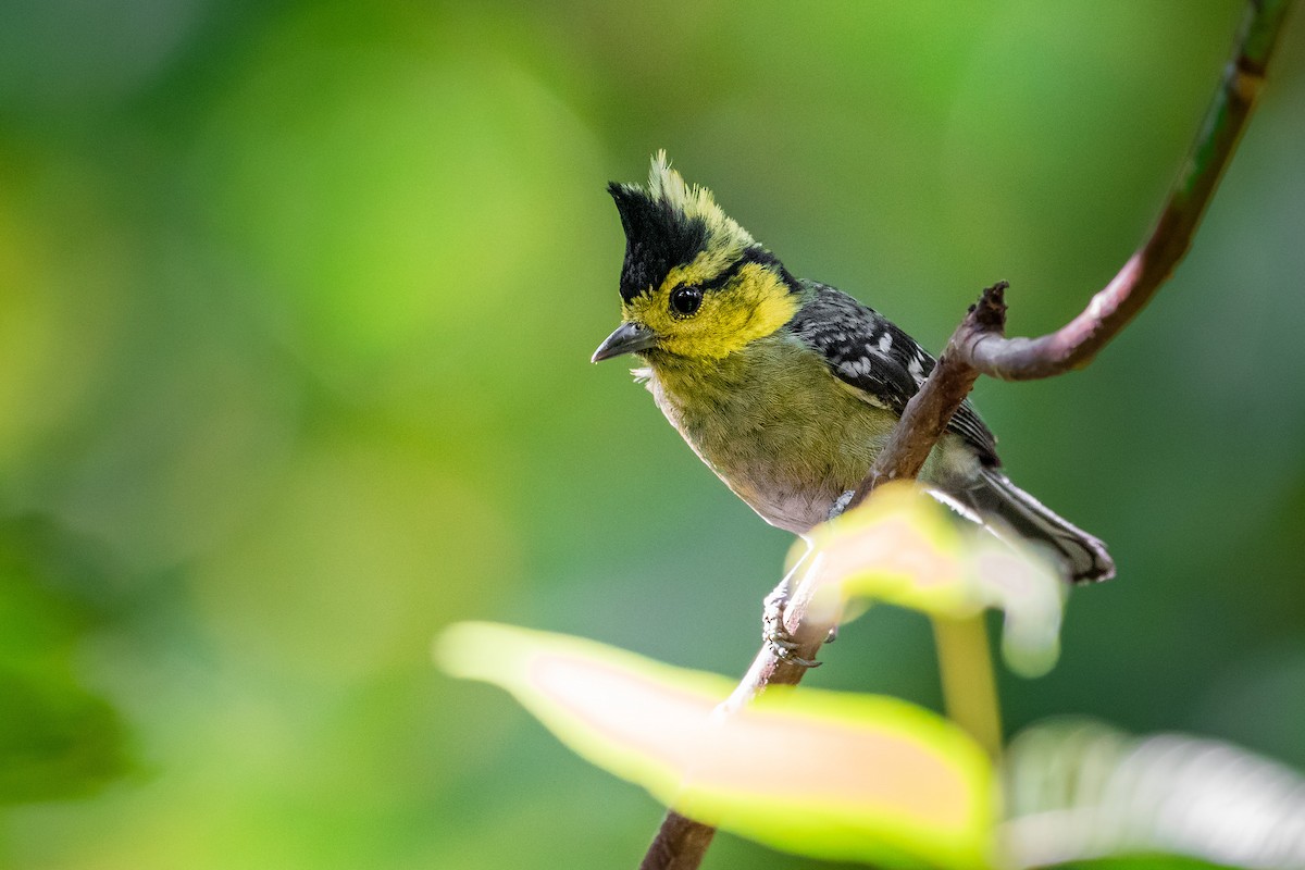 gulkinnmeis - ML644531159