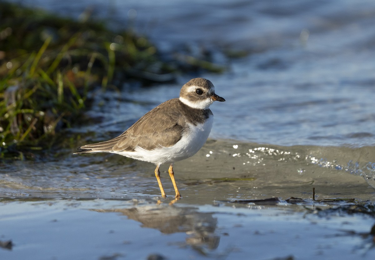 amerikasandlo - ML644531161