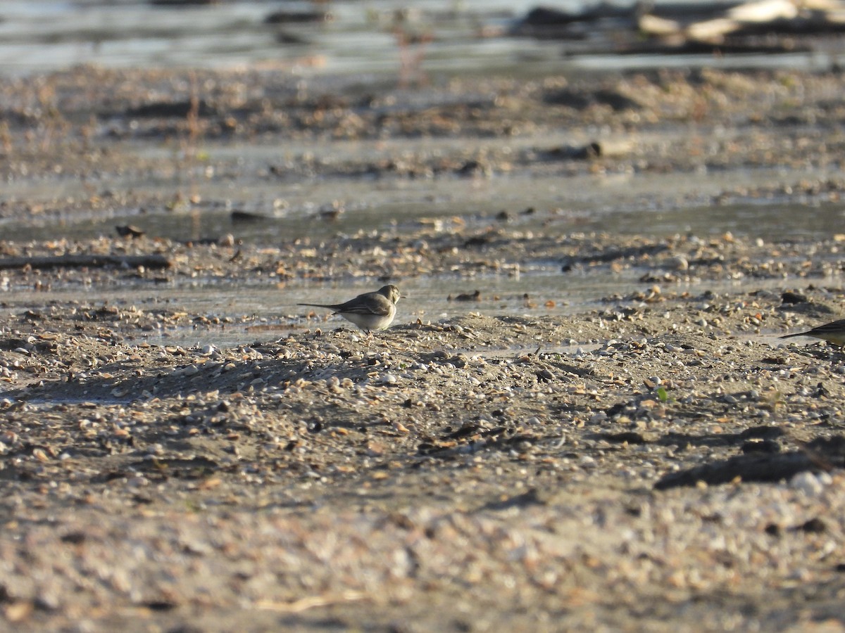 linerle - ML644531162