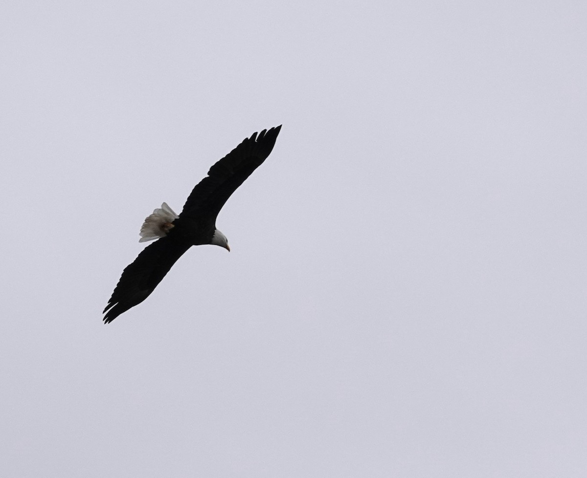 hvithodehavørn - ML644531163