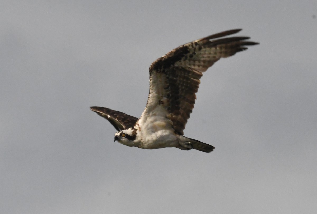 fiskeørn - ML644531167