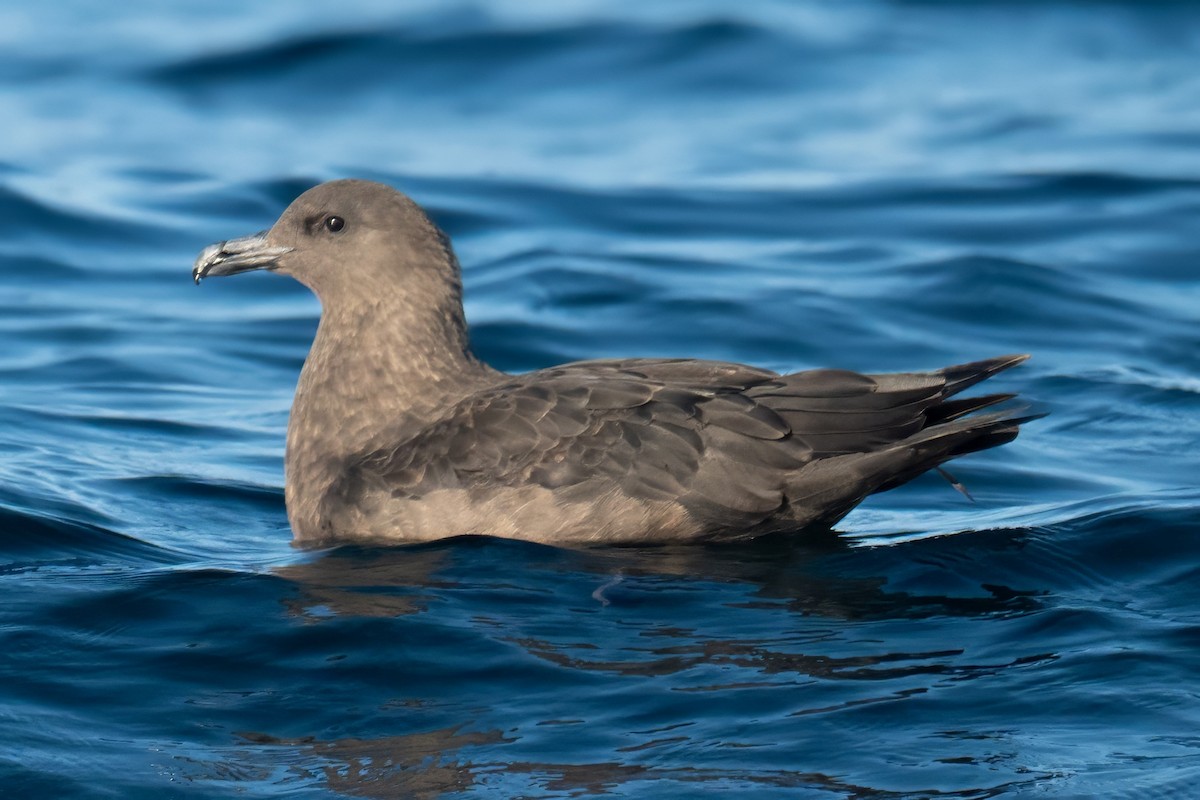 sørjo - ML644531169