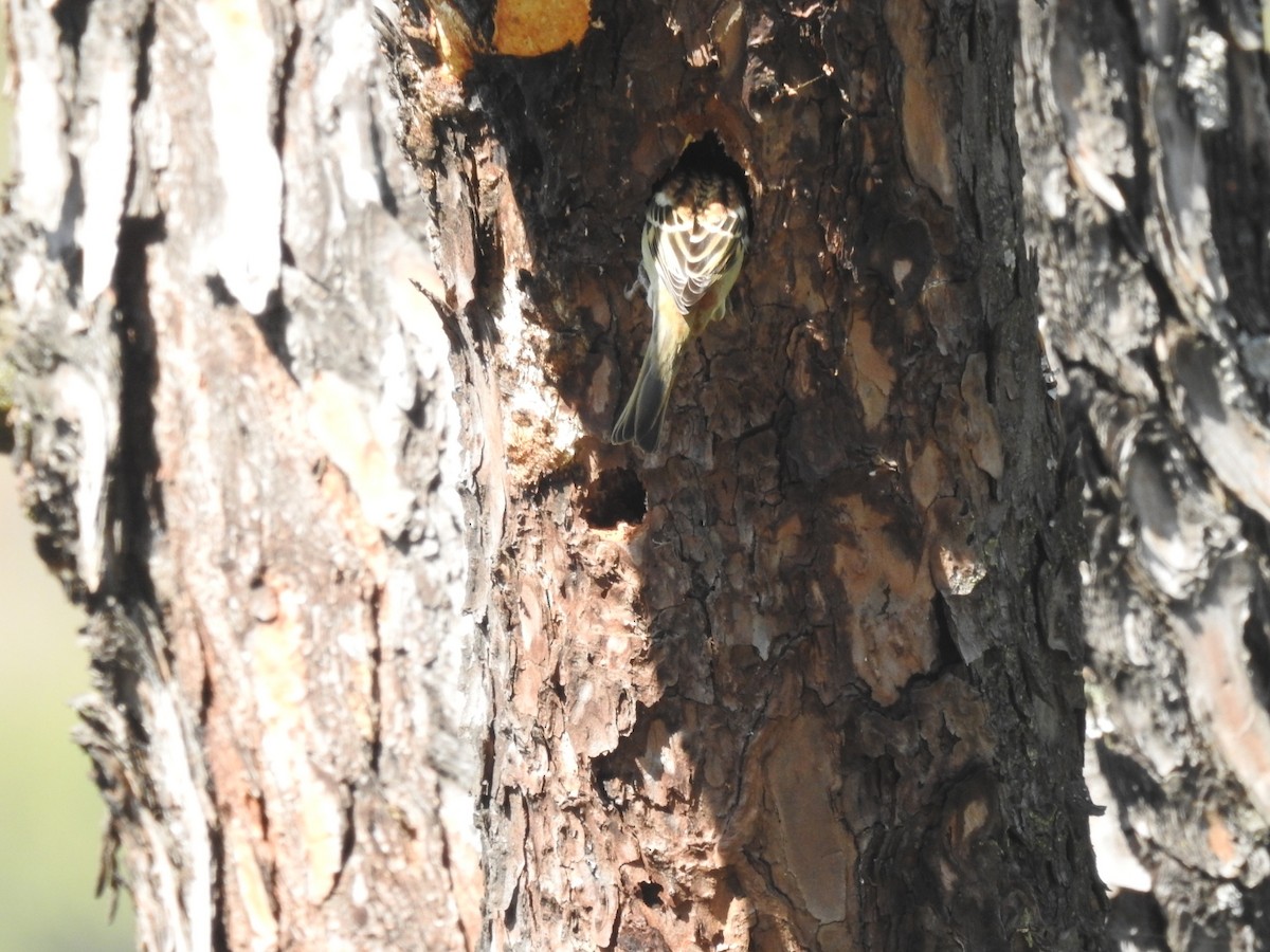 kanelspurv - ML644531172