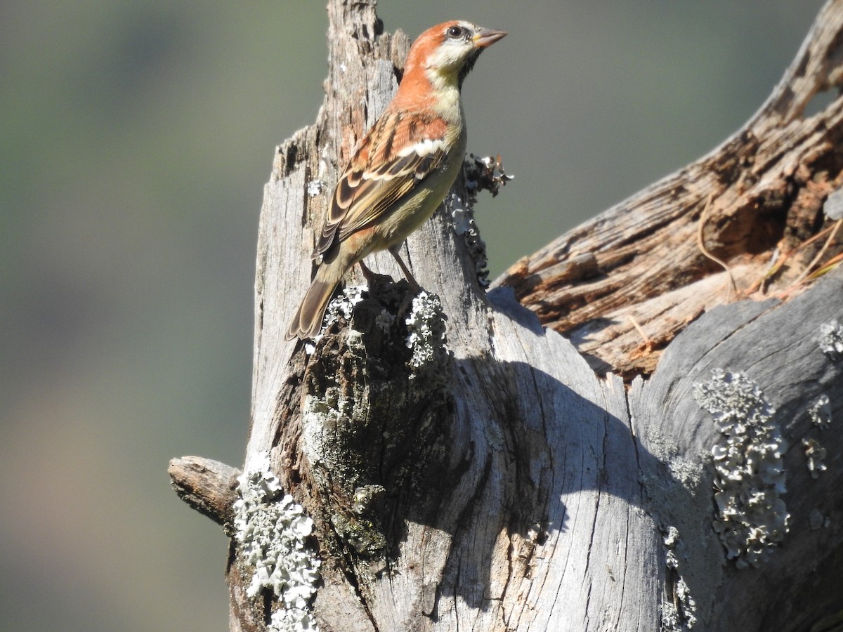 kanelspurv - ML644531173