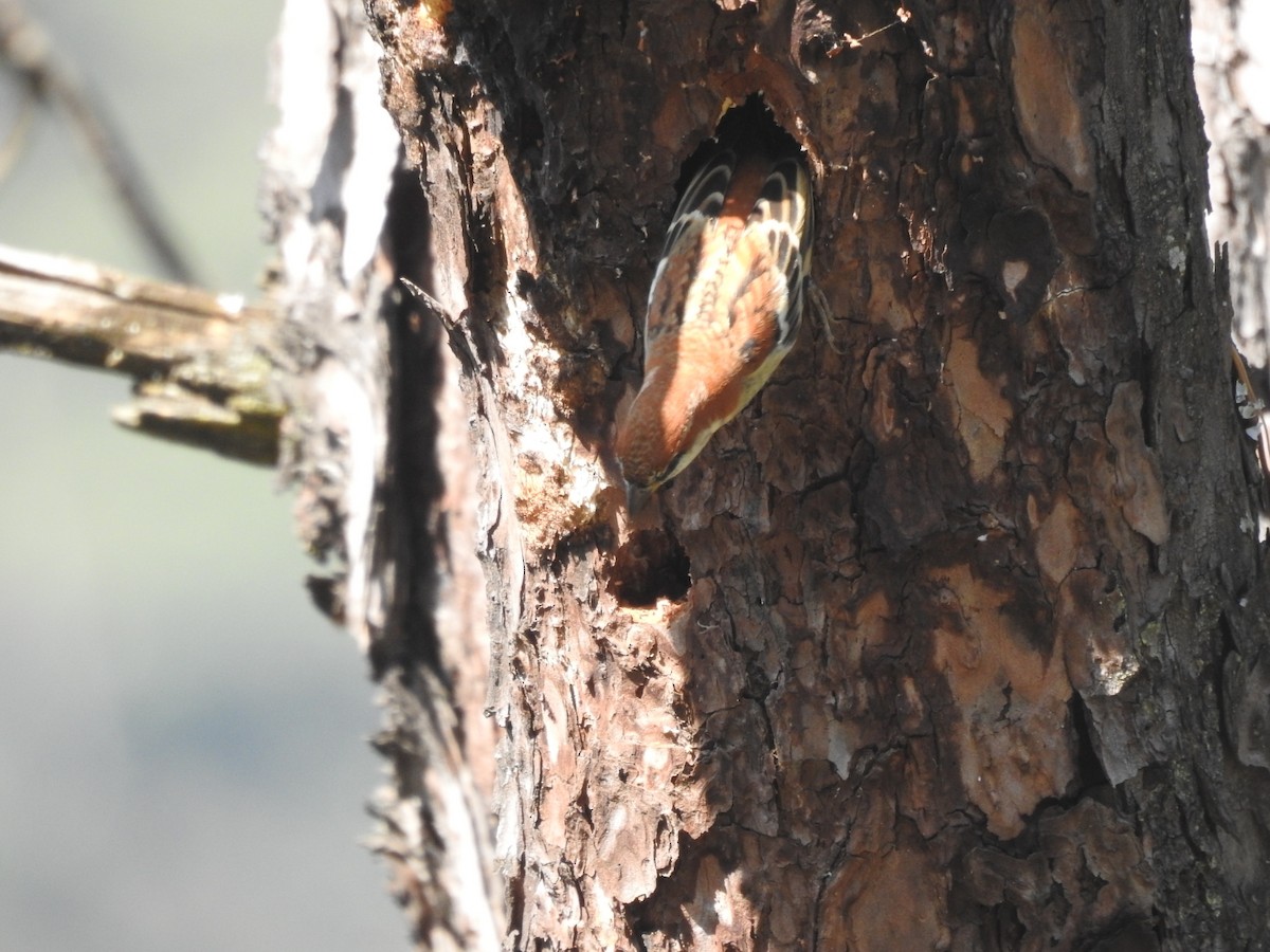 kanelspurv - ML644531174