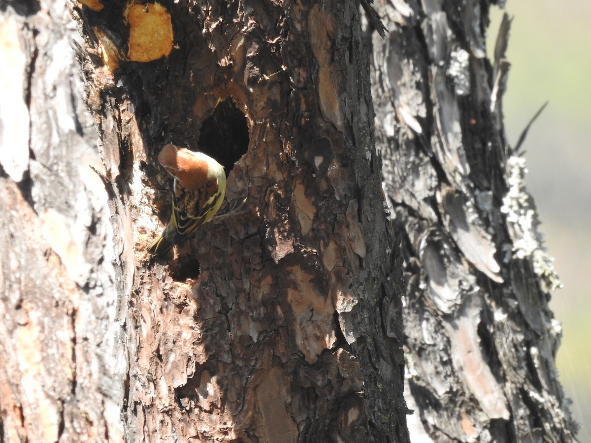 kanelspurv - ML644531175