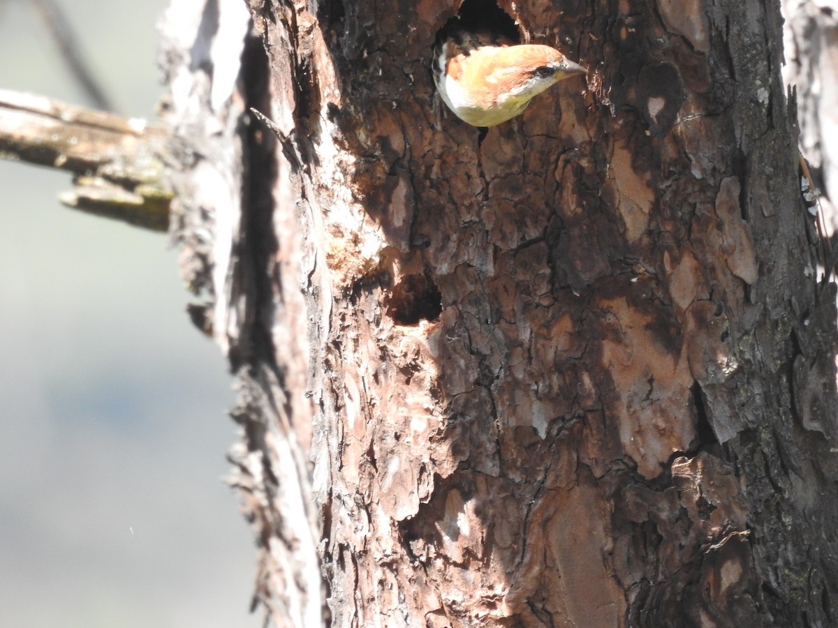 kanelspurv - ML644531176