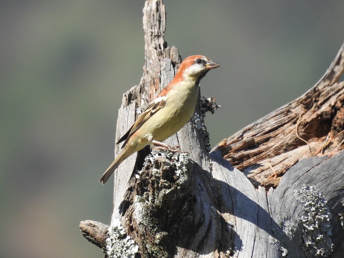 kanelspurv - ML644531177