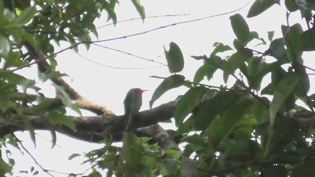 Red-bearded Bee-eater - ML644531198