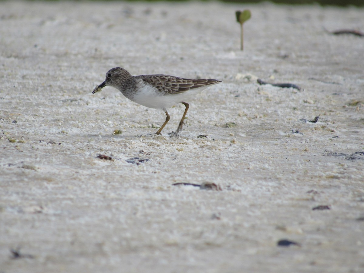 Least Sandpiper - ML644531201