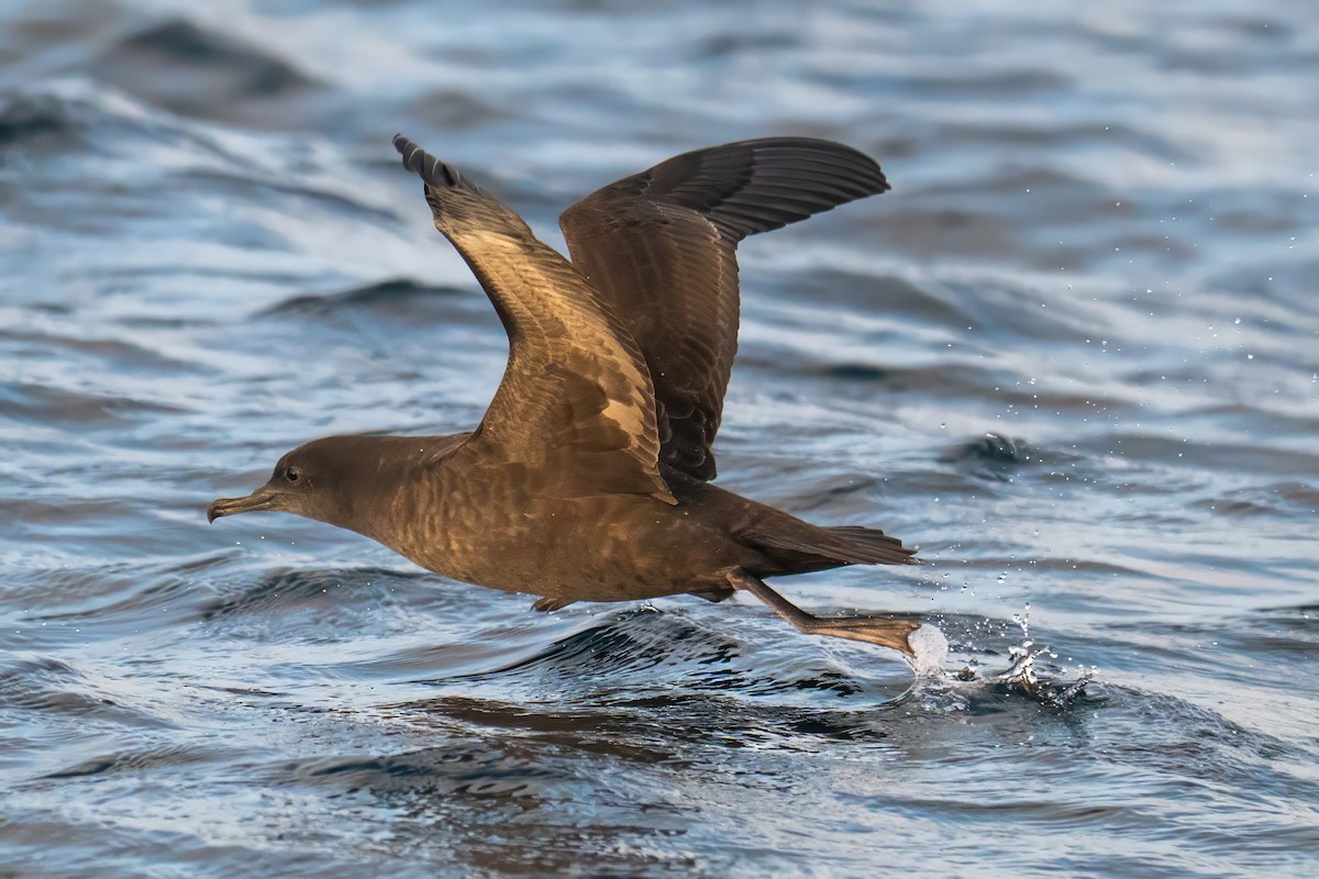 Sooty Shearwater - ML644531202