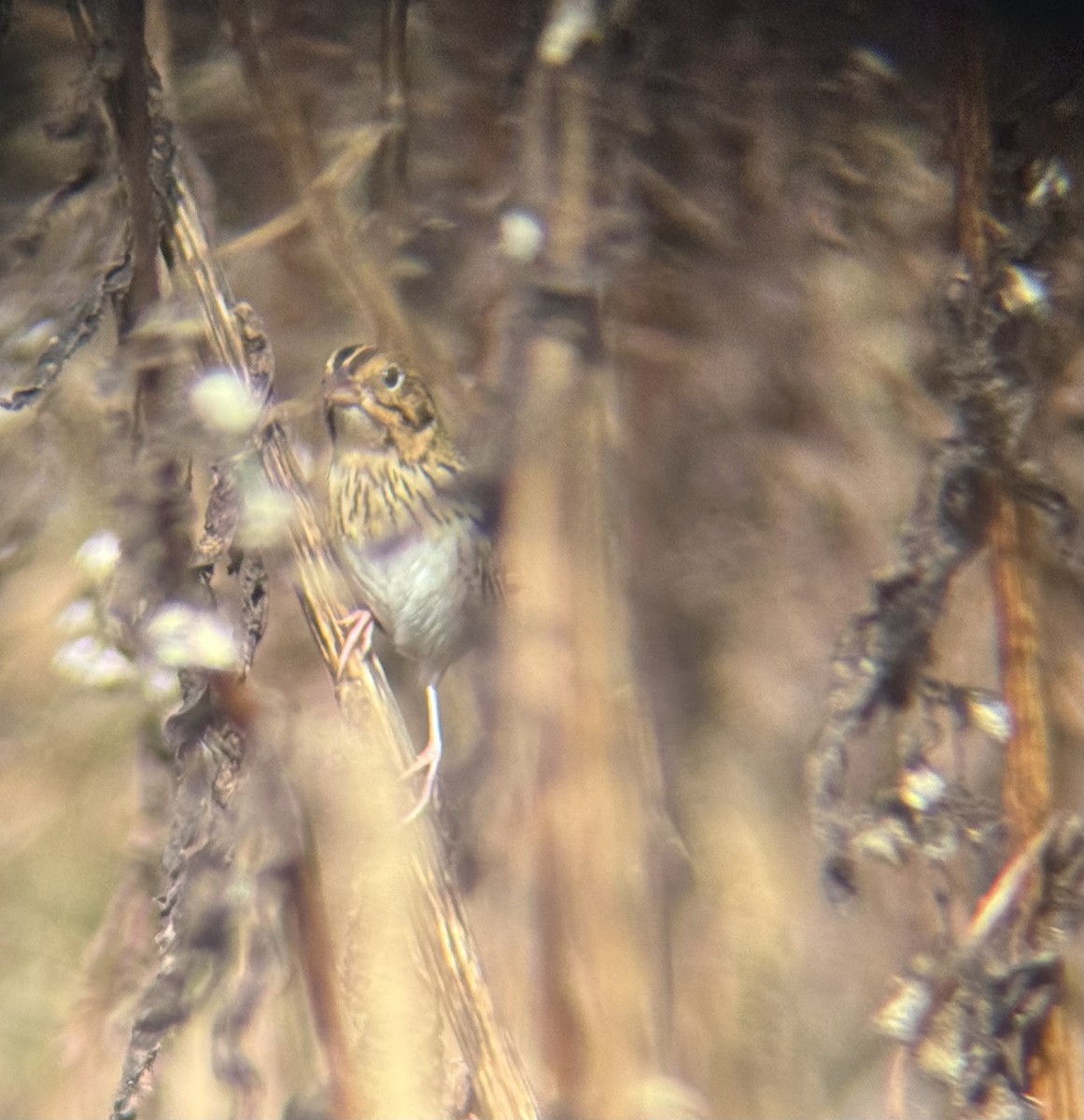 Henslow's Sparrow - ML644531203