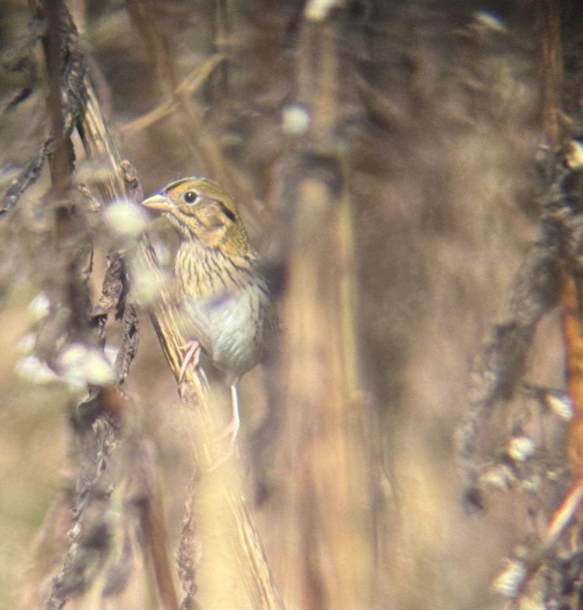 Henslow's Sparrow - ML644531204