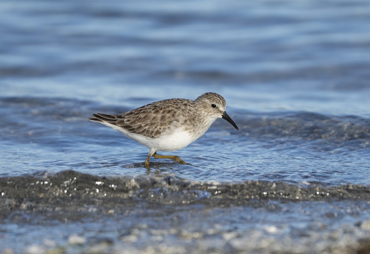 Least Sandpiper - ML644531206