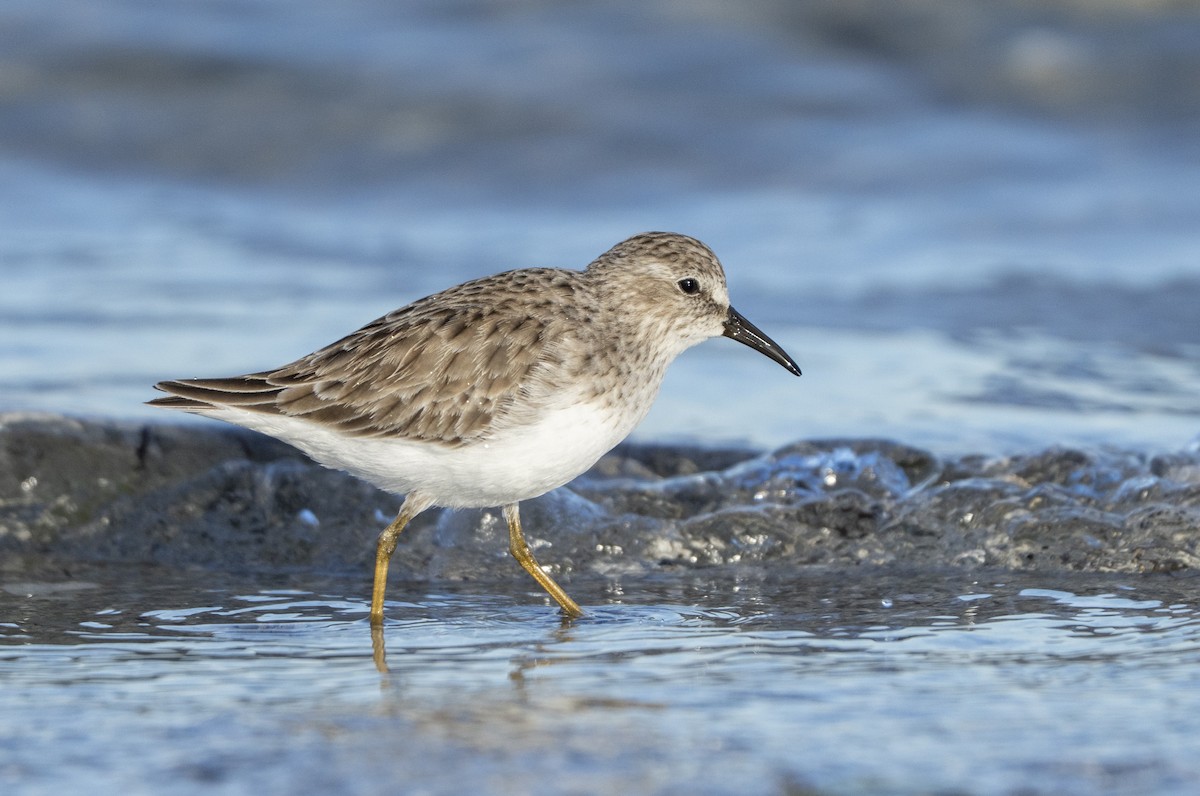 Least Sandpiper - ML644531210