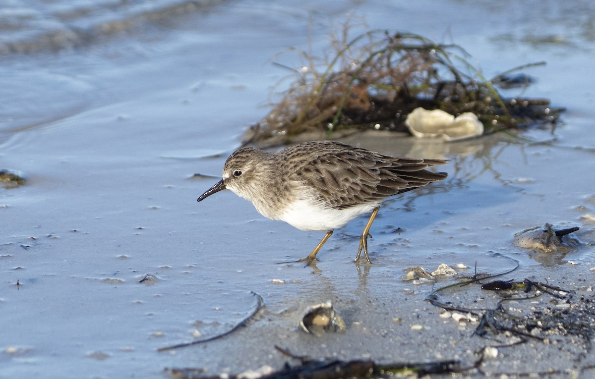 Least Sandpiper - ML644531212