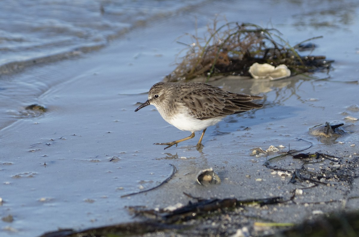 Least Sandpiper - ML644531221