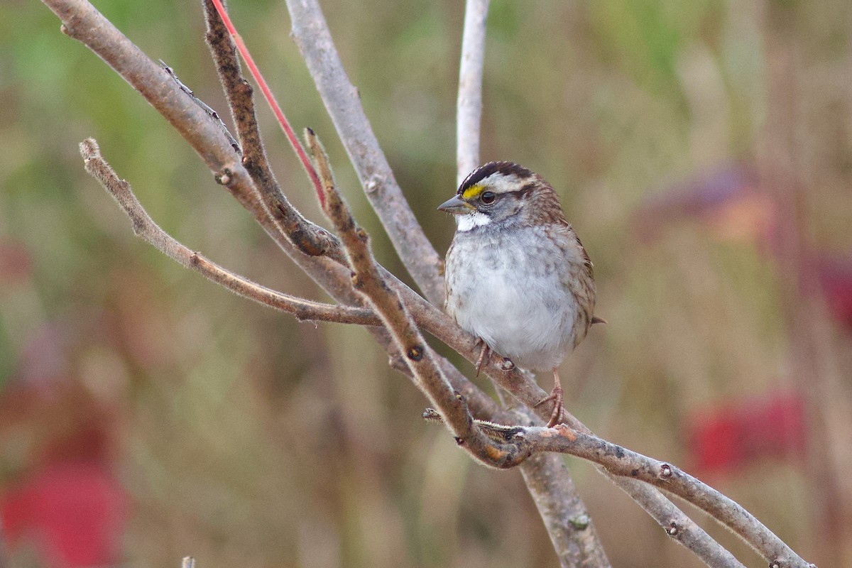 strnadec bělohrdlý - ML644531226