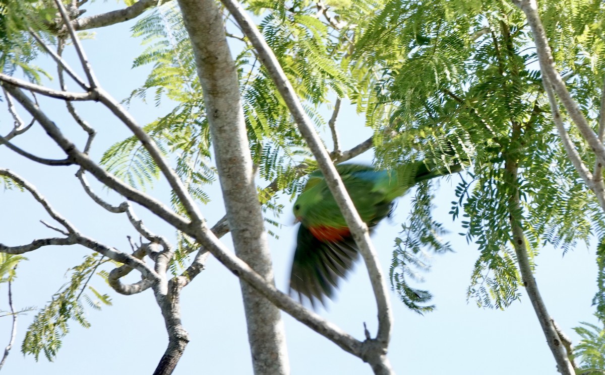 rødvingeparakitt - ML644531231