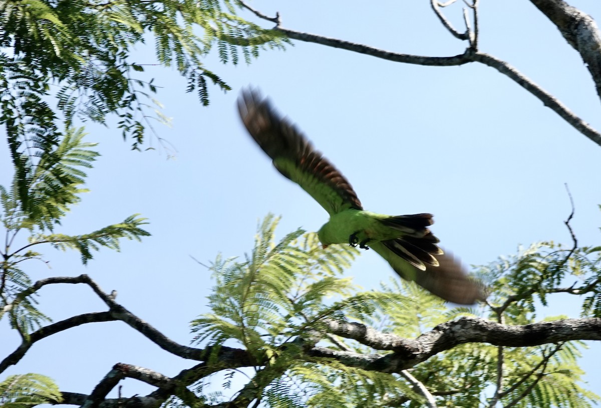 rødvingeparakitt - ML644531232