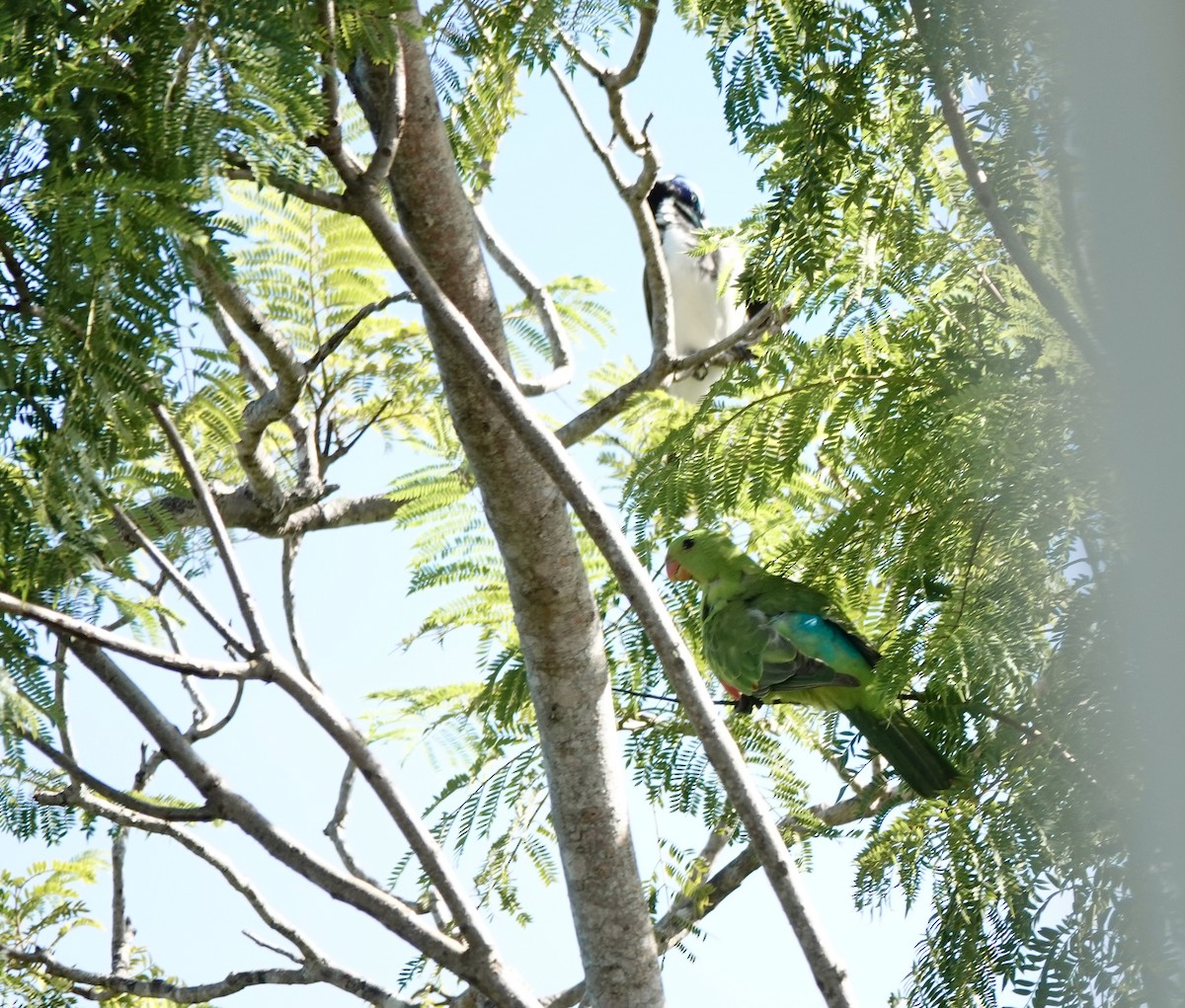 rødvingeparakitt - ML644531233