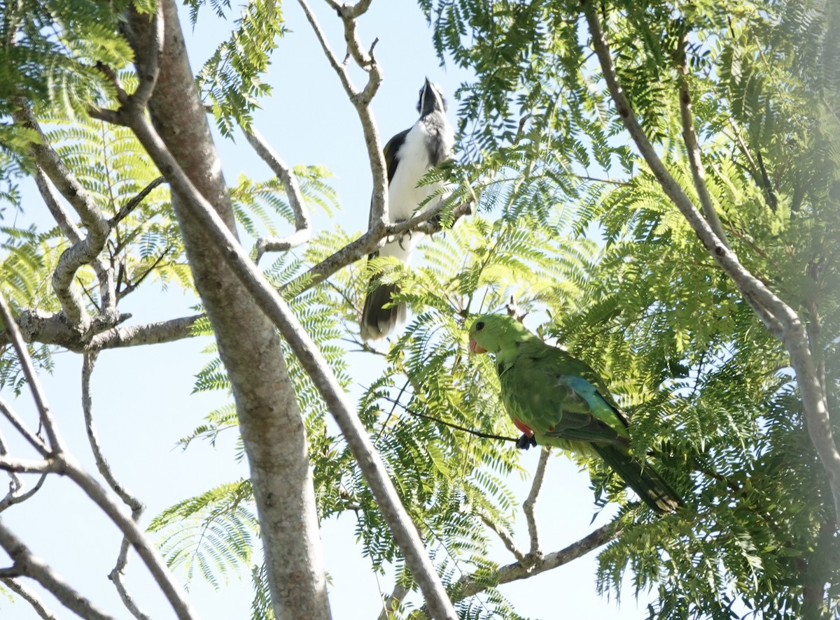 rødvingeparakitt - ML644531234