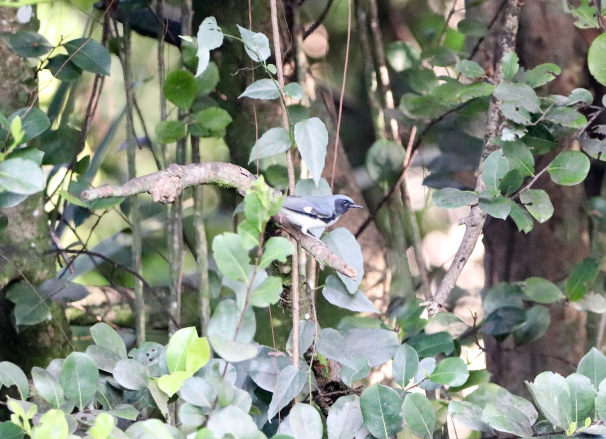 Mavi Sırtlı Ötleğen - ML644531241