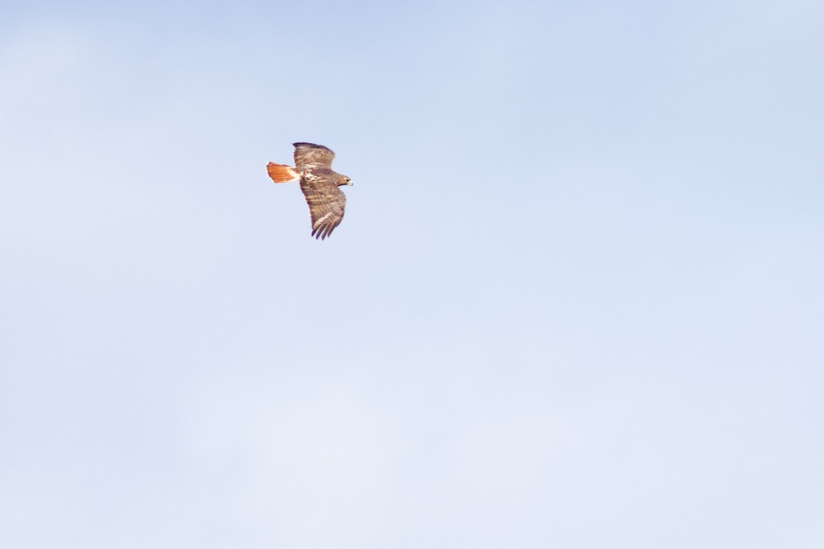 Red-tailed Hawk (borealis) - ML644531249