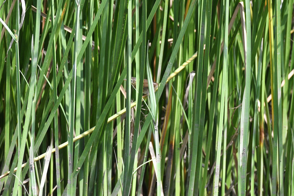 Pallas's Grasshopper Warbler - ML644531251