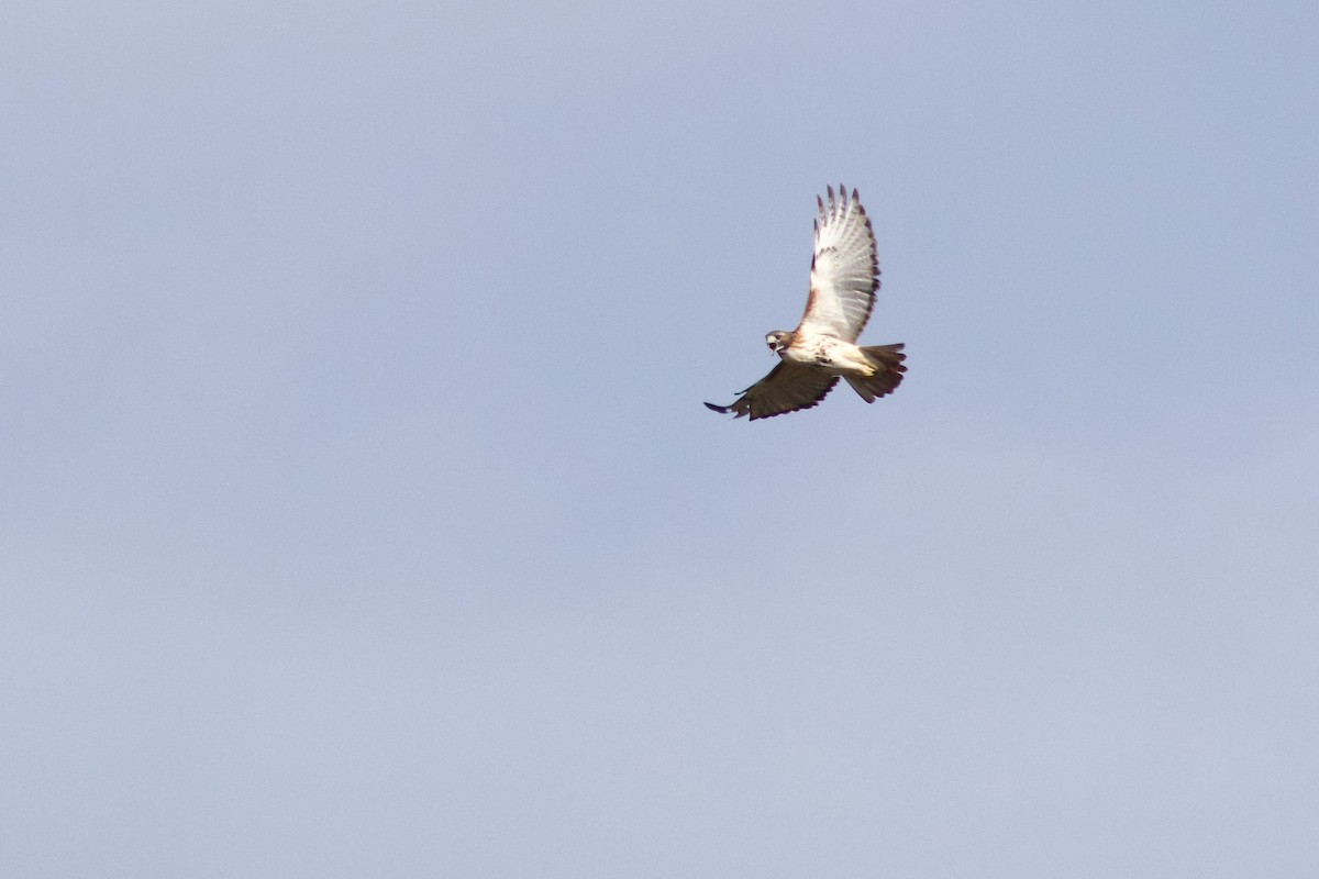 Red-tailed Hawk (borealis) - ML644531252