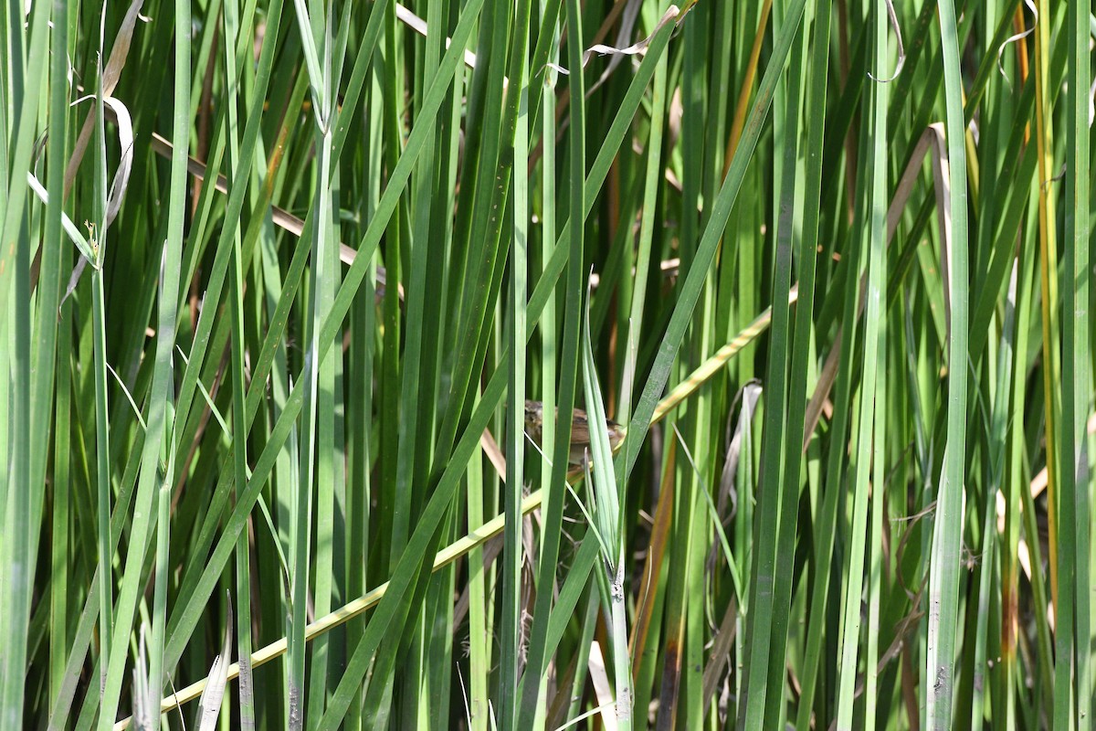 Pallas's Grasshopper Warbler - ML644531253