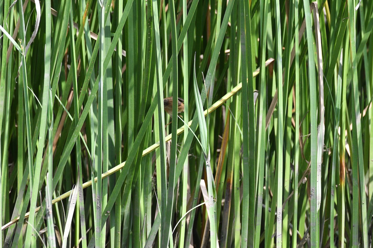 Pallas's Grasshopper Warbler - ML644531254