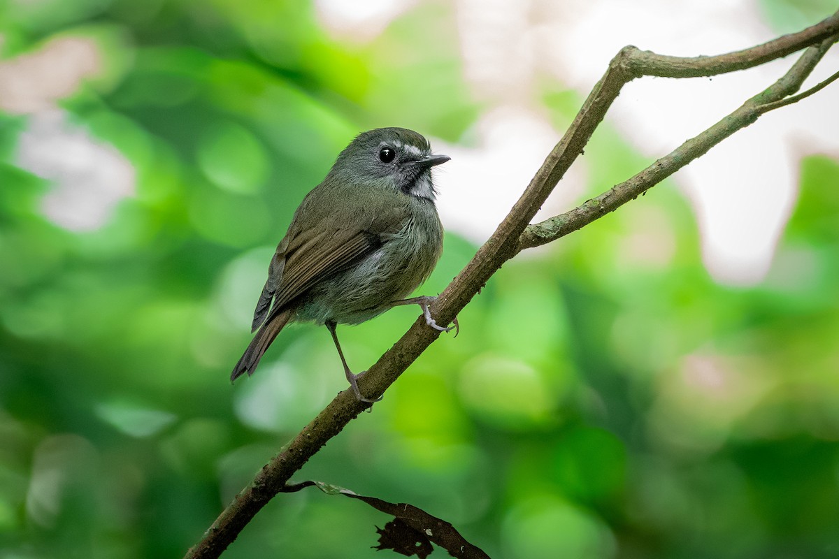 prydfluesnapper - ML644531260