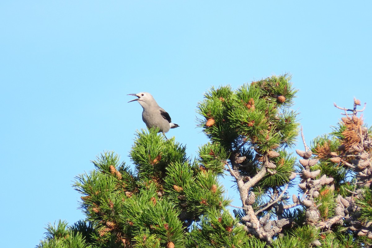 Clark's Nutcracker - ML644531263