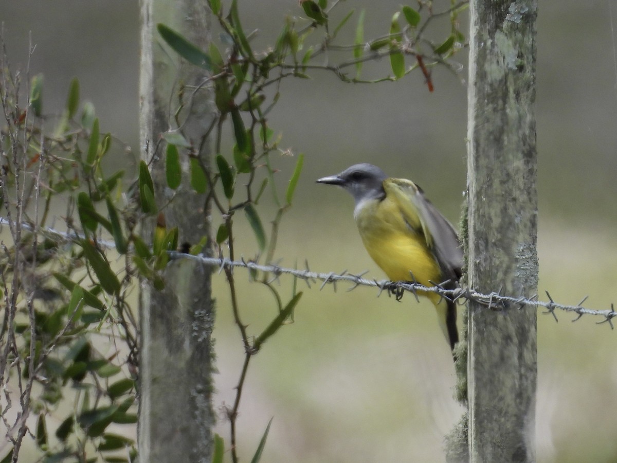 Tropical Kingbird - ML644531272