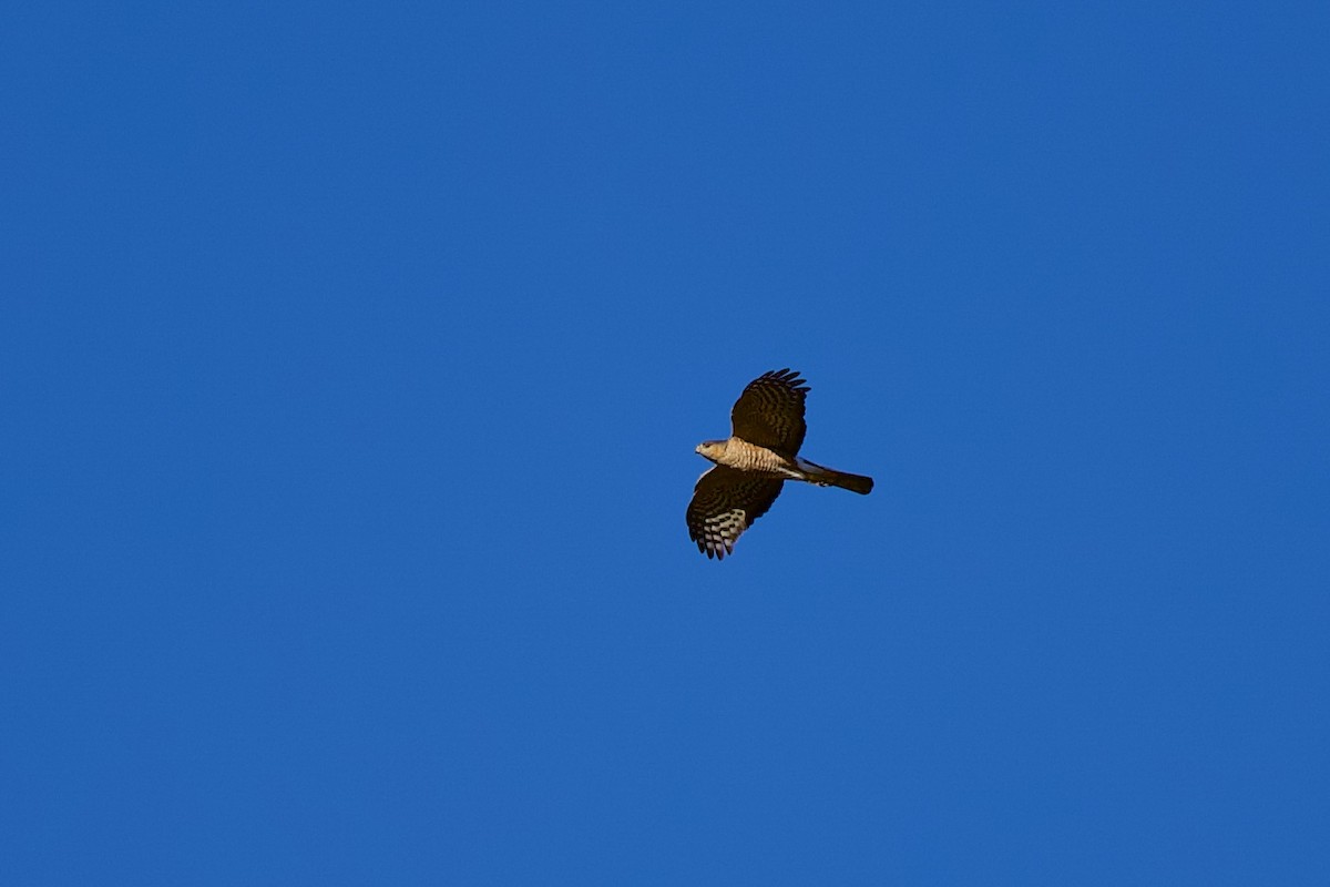 Gavilán Americano - ML644531277