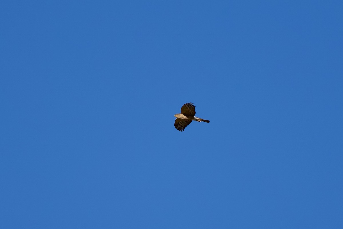 Gavilán Americano - ML644531278