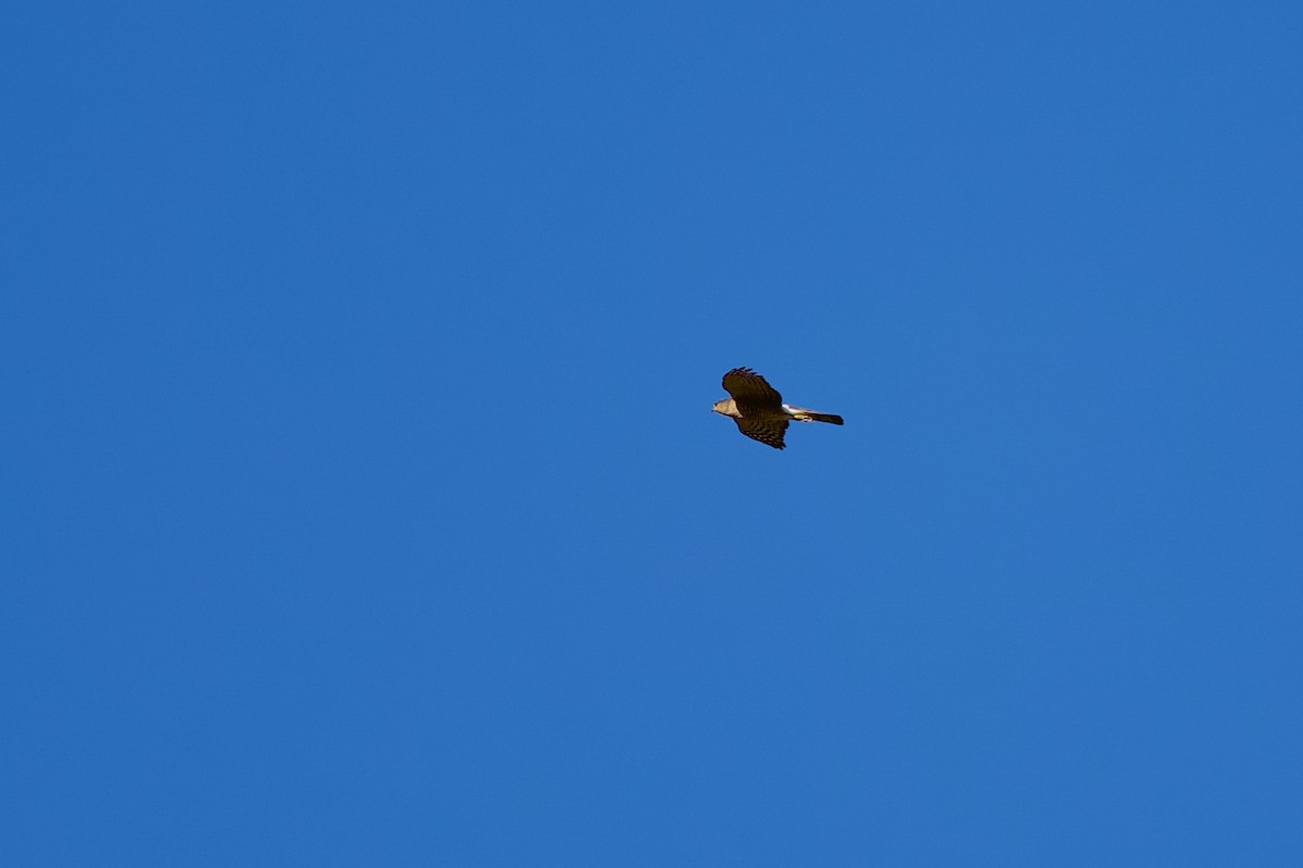 Gavilán Americano - ML644531281