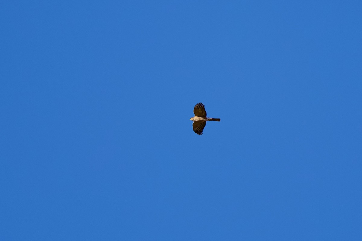 Gavilán Americano - ML644531282