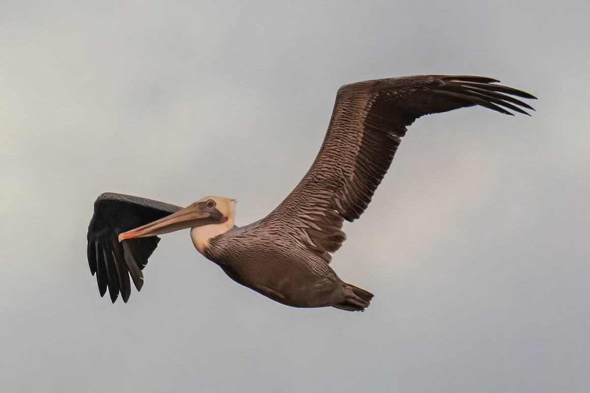 Brown Pelican - ML644531284