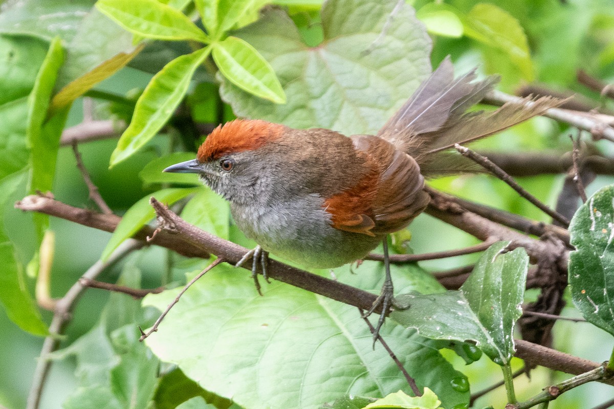 Spix Dikenkuyruğu - ML644531285