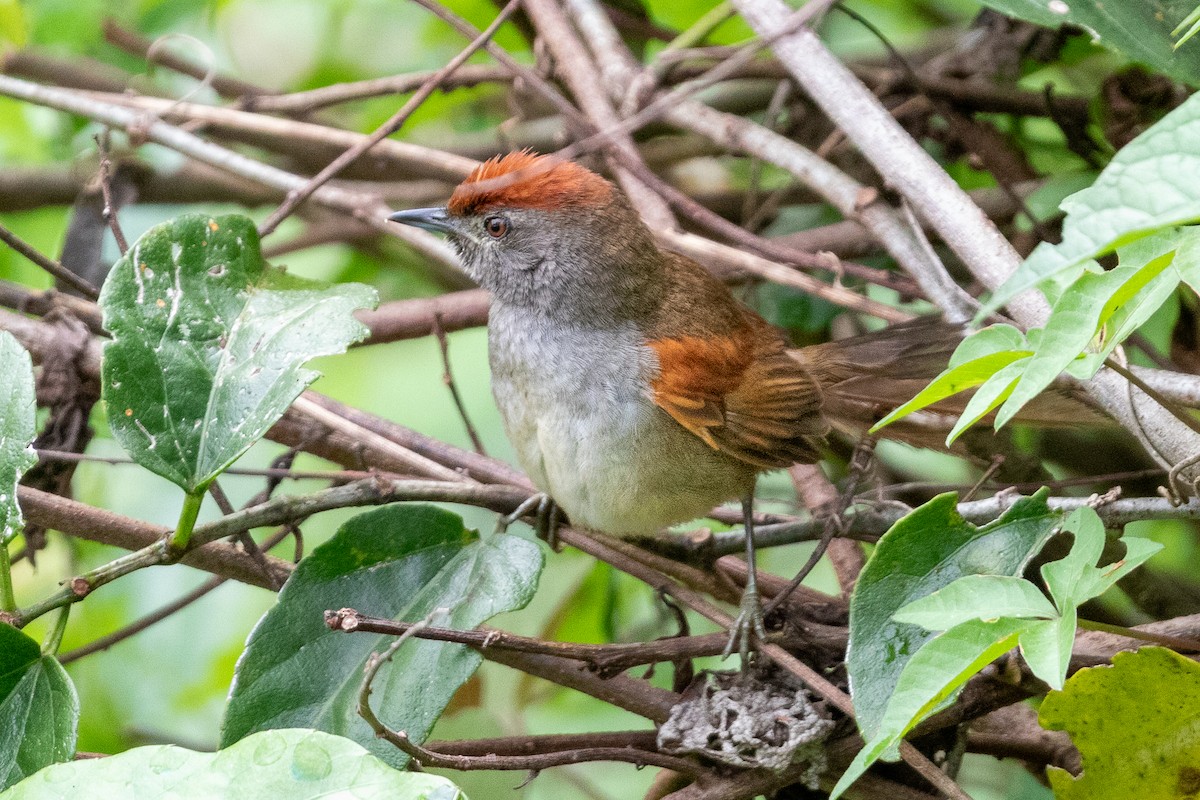 Spix Dikenkuyruğu - ML644531286