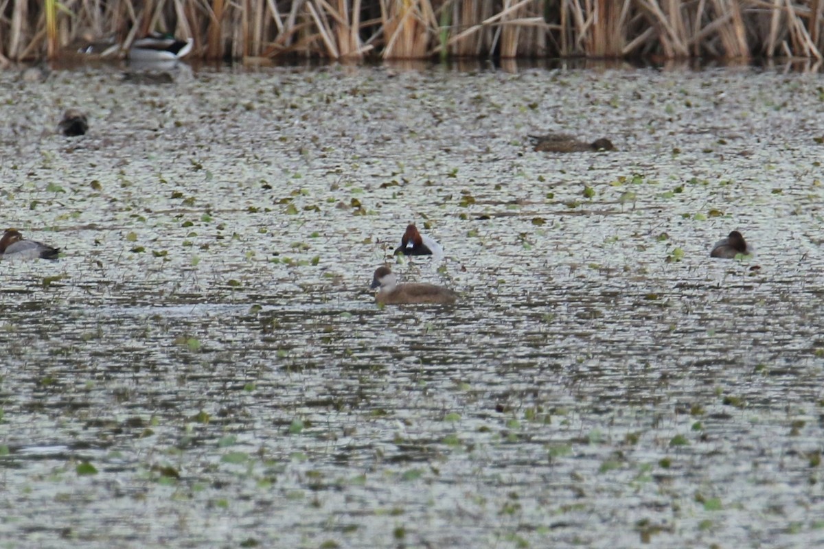 Red-crested Pochard - ML644531289