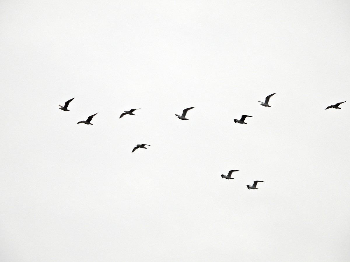 kaspimåke - ML644531298