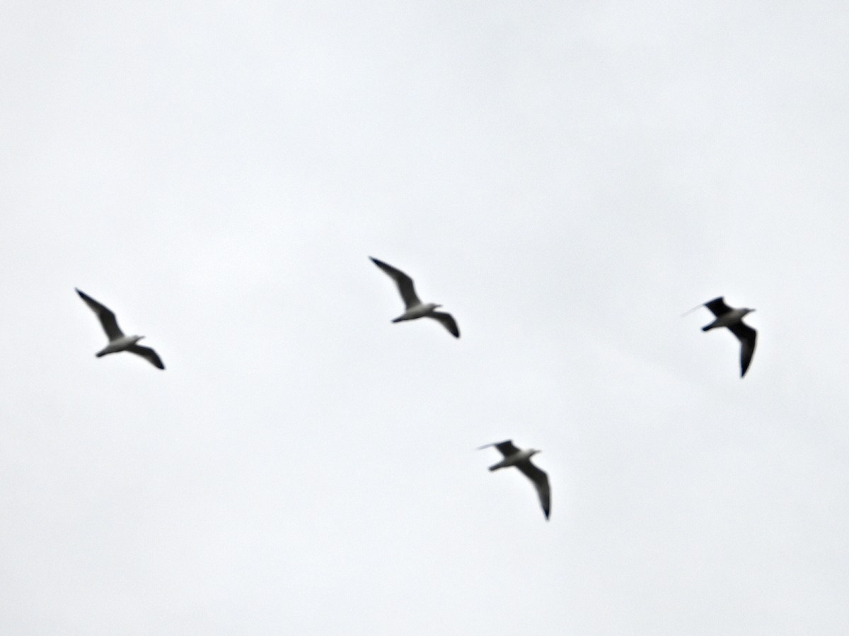 kaspimåke - ML644531299