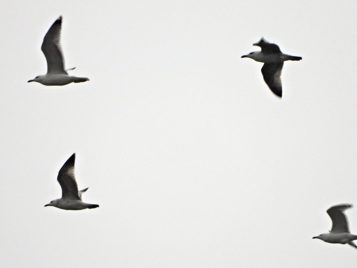 kaspimåke - ML644531302